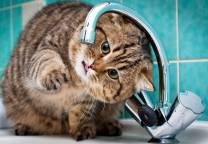 Плановое отключение горячей воды