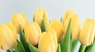Поздравляем вас с 1 мая, праздником Весны и Труда!
