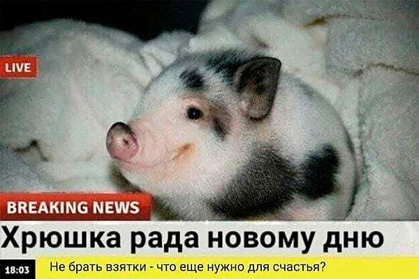 Юристы тоже шутят. На юридическом факультете ИЭУП состоялся конкурс мемов