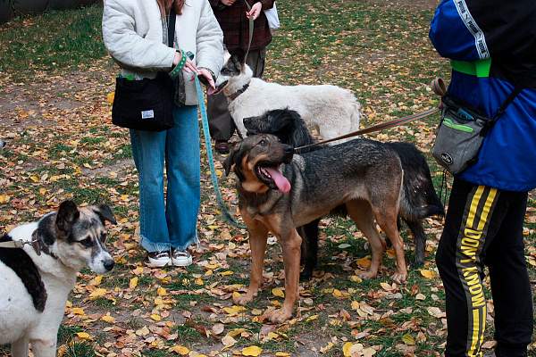 Студенты РГГУ посетили приют для животных «Приют Бирюлёво»